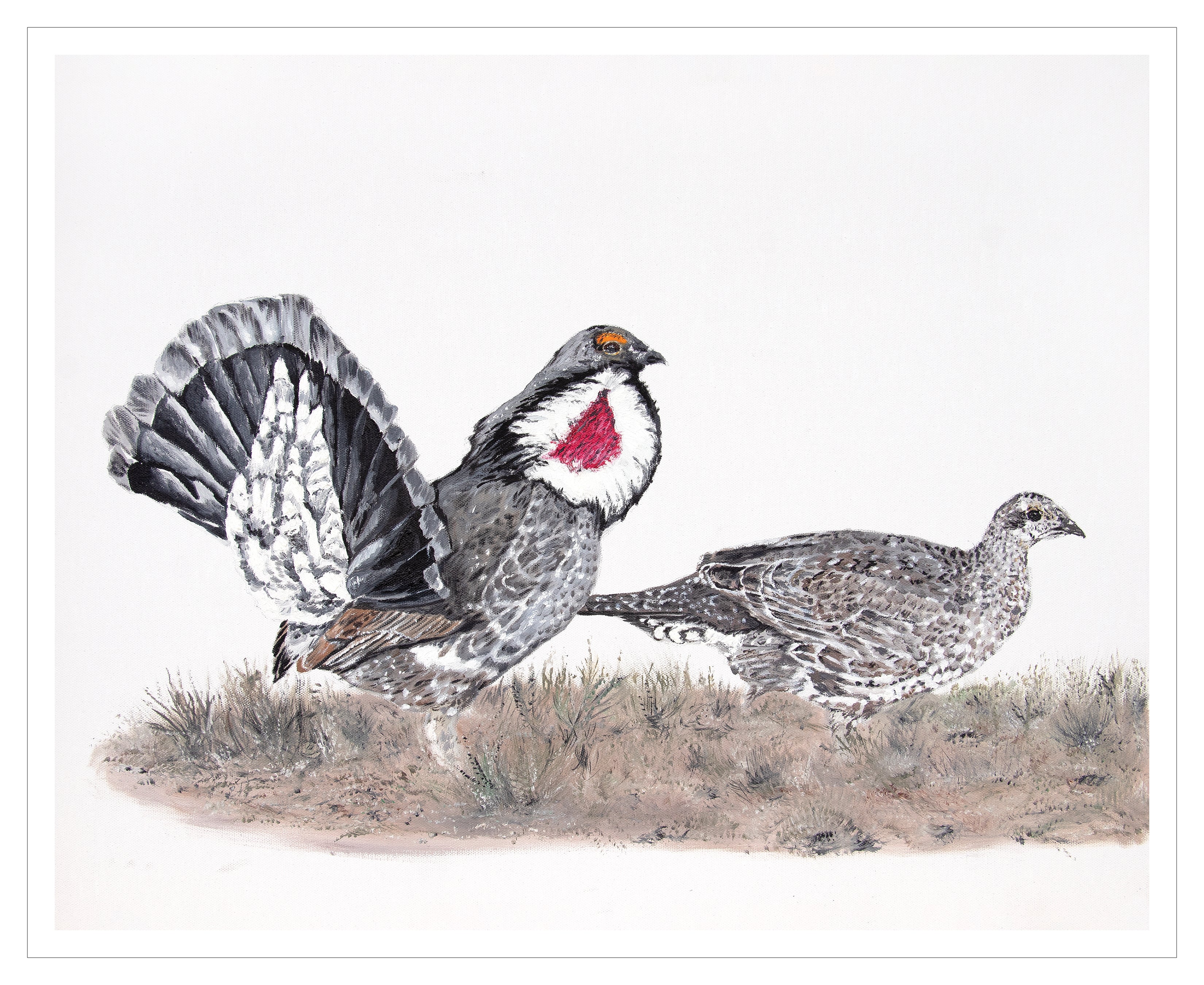 Blue Grouse – Alan Rasmussen Artwork