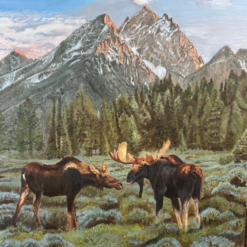 Moose in the Tetons